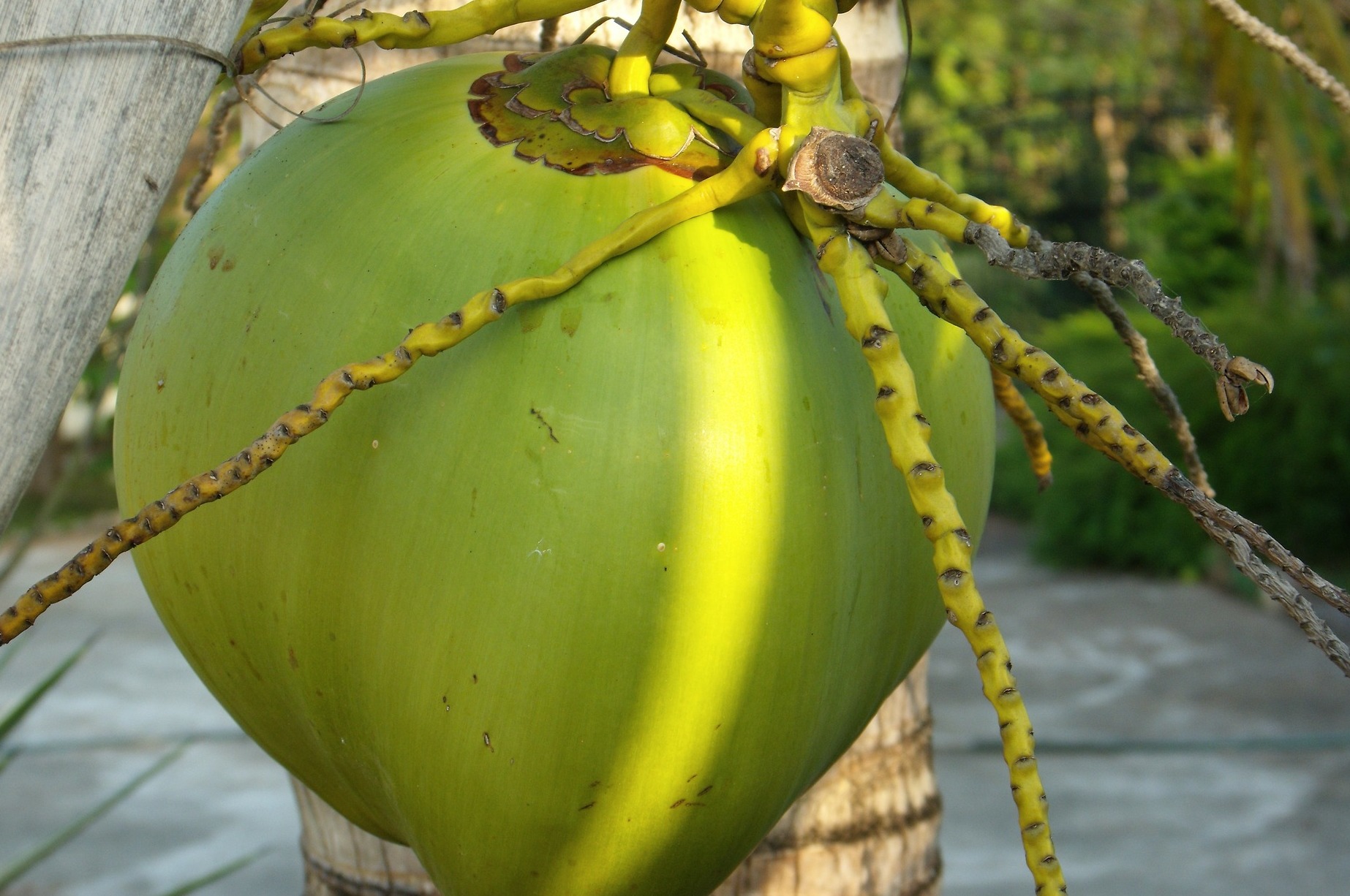 Coconut on tree