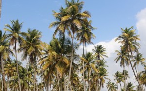 Coconut