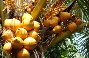 Coconut tree