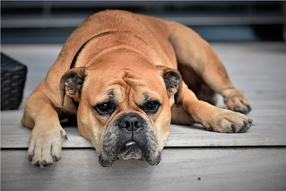 healthy dog