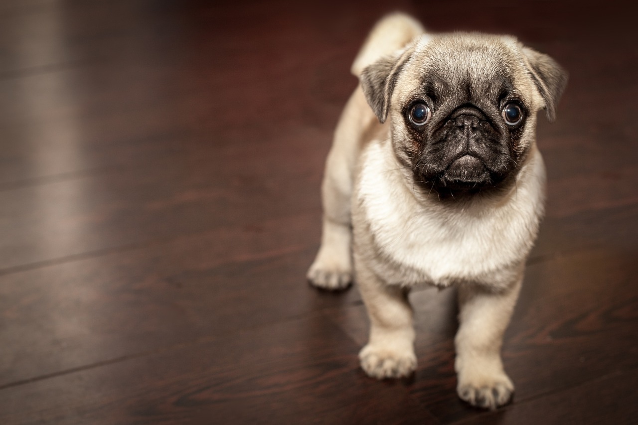 puppy