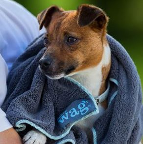 pet hygiene