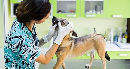 Pet Hygiene
