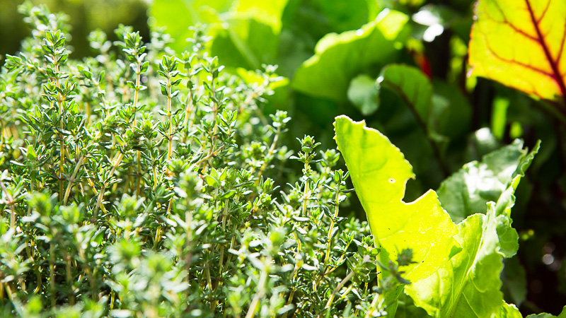 kitchen garden grow