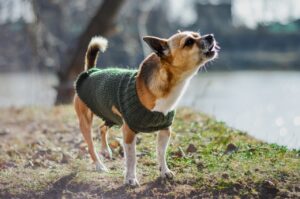barking 